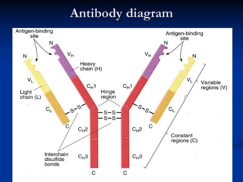 Antibody diagram